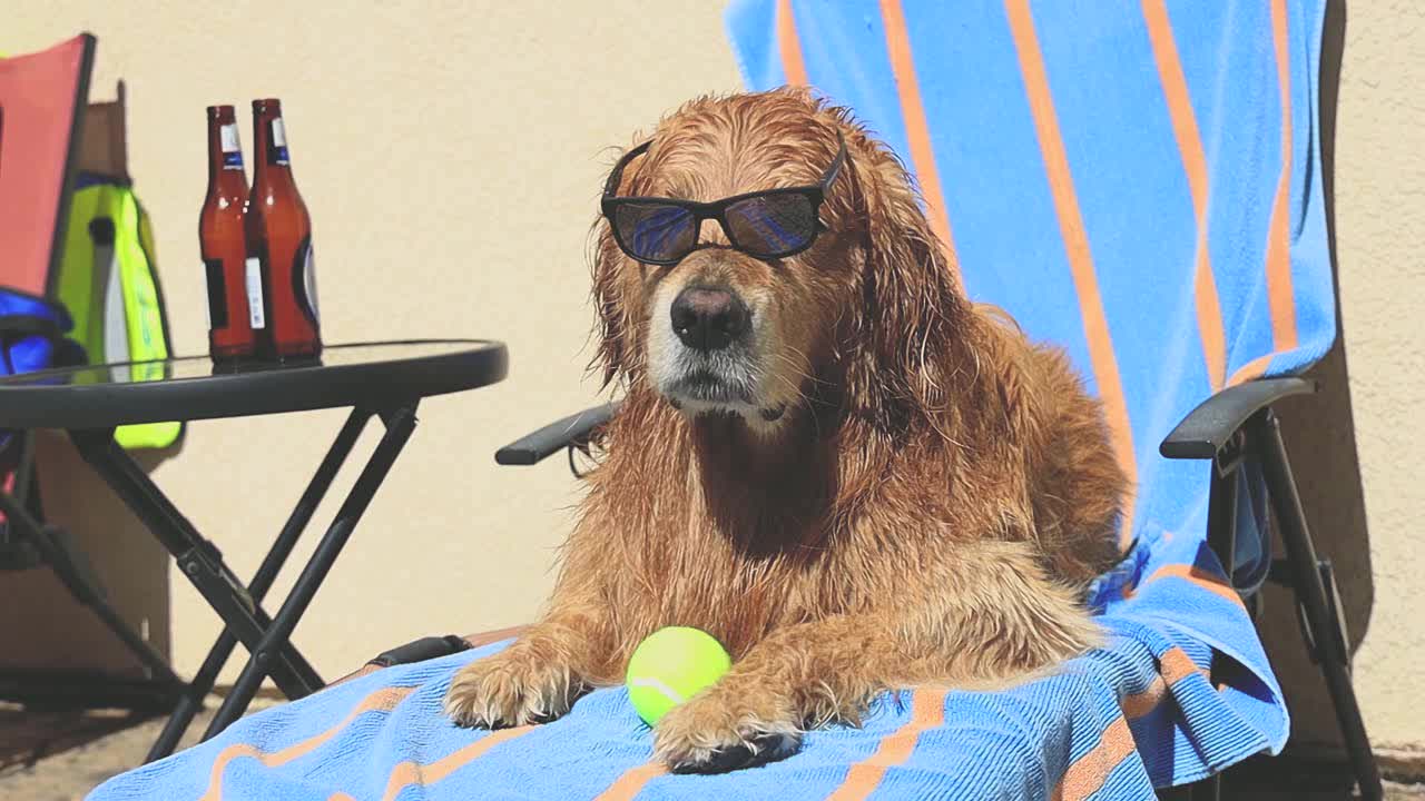 最炫酷的金毛狗狗,戴上墨镜享受阳光浴