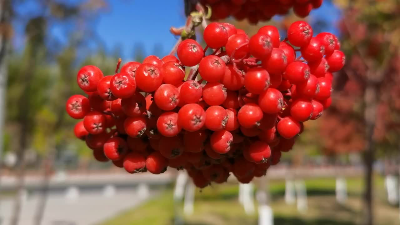 一串红色的花楸果,原创视频