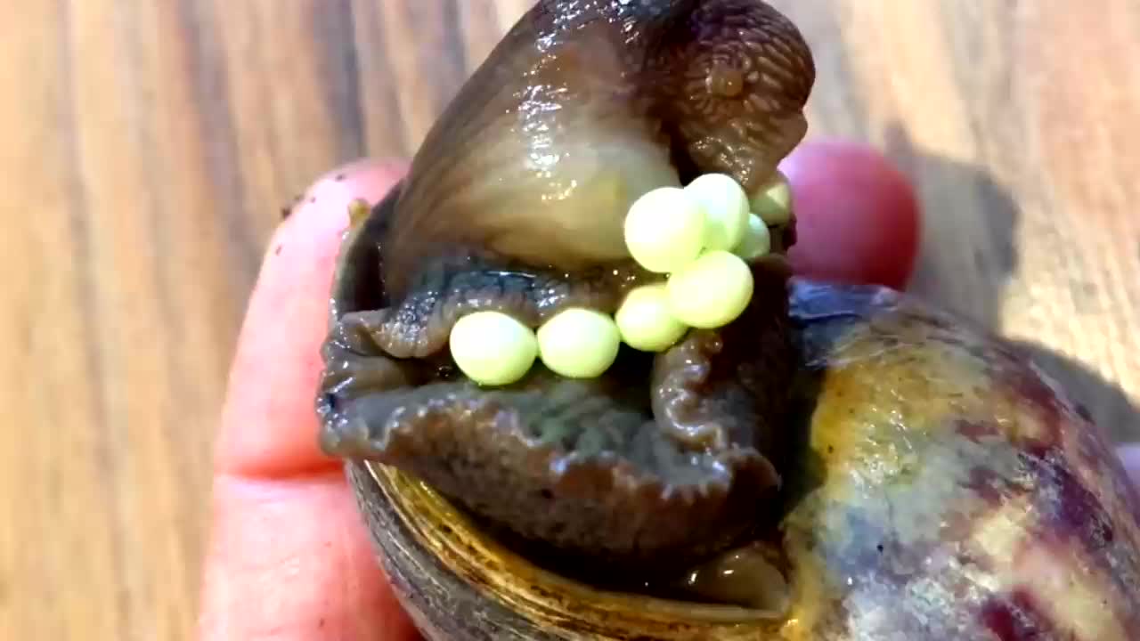 蜗牛不停吐"珍珠"?一查竟是"白色鱼子酱",这下主人发财了!