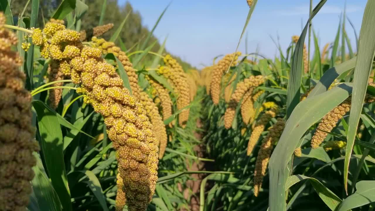 蓝天下金色的谷子,原创视频