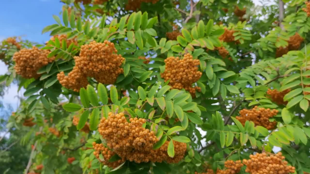 黄果花楸树,原创视频