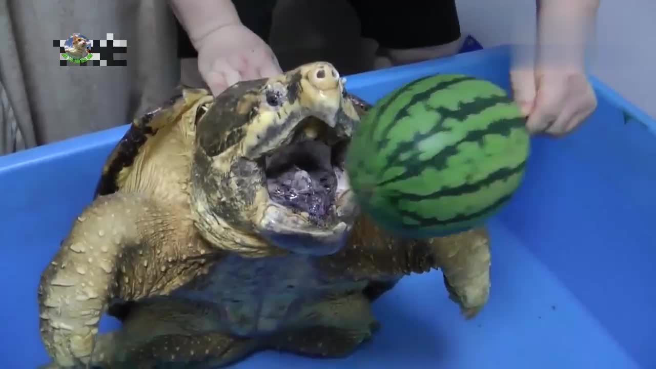 不挑食的鳄龟,什么放在它嘴前,它都吃