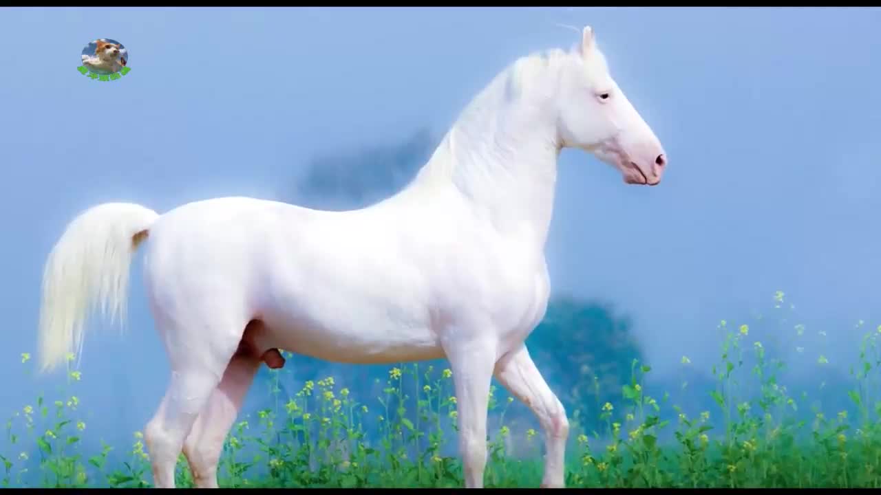 十大最帅的白马图片
