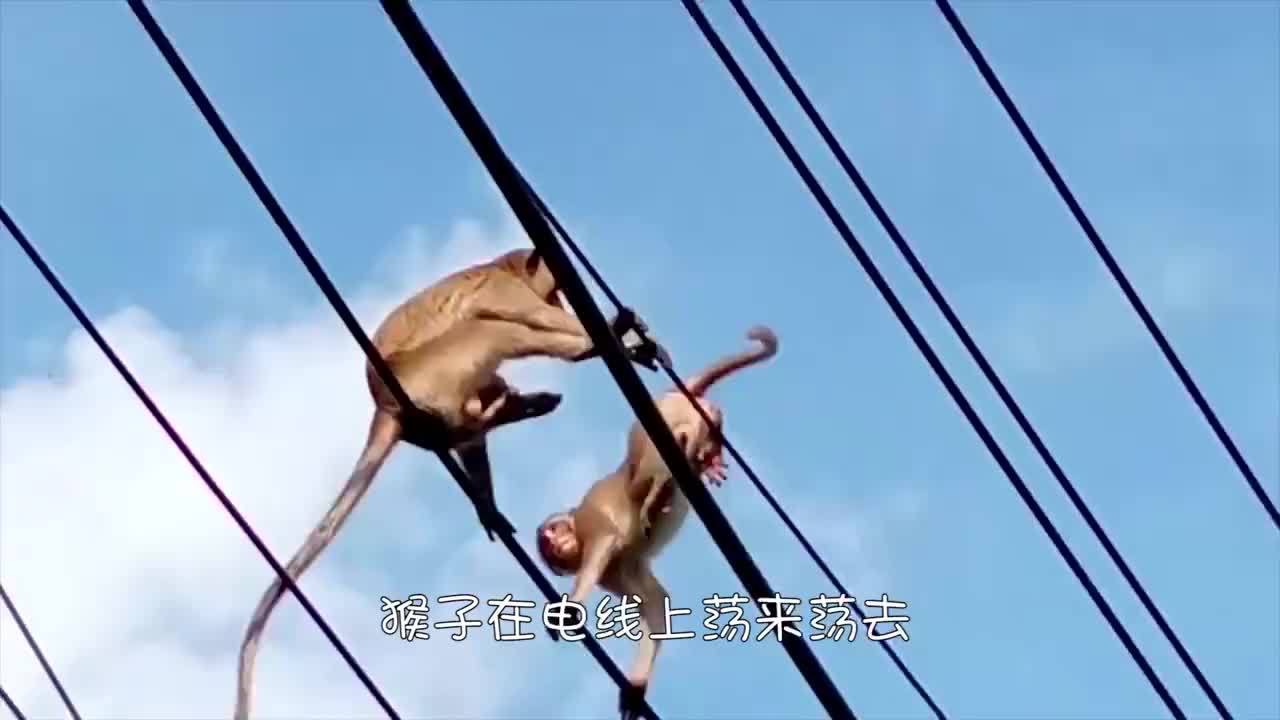 猴子不慎触电,男子却直接将它"活埋",还说这是在救它?
