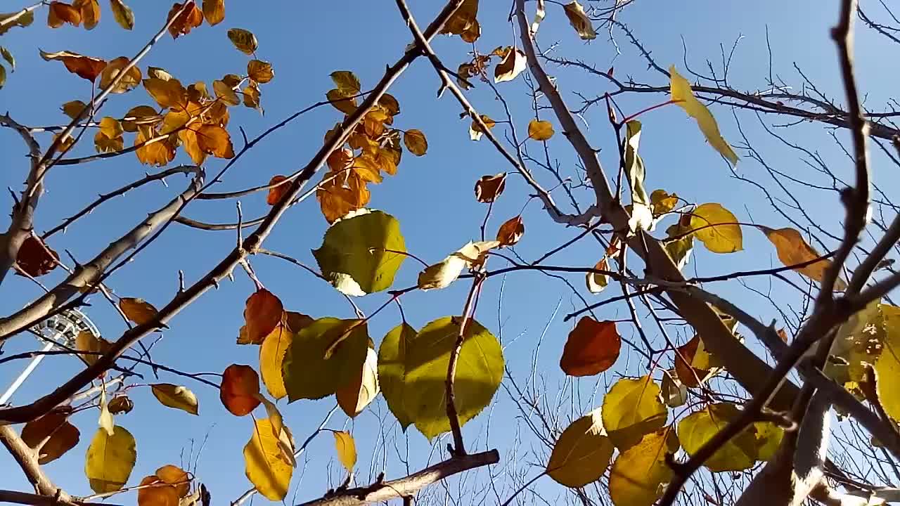 树叶摇摆,原创拍摄