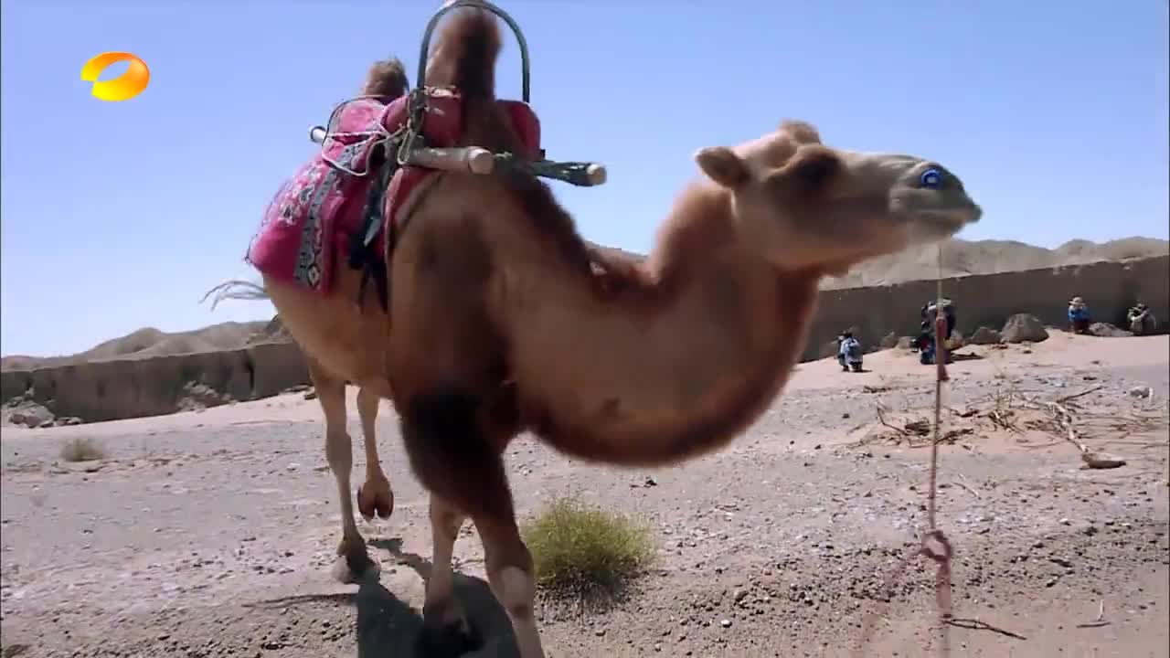 在沙漠中好不容易坐下来休息,骆驼竟然跑了!什么情况!