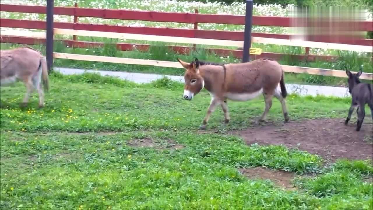 牧场里有两对毛驴母子,都是侏儒毛驴