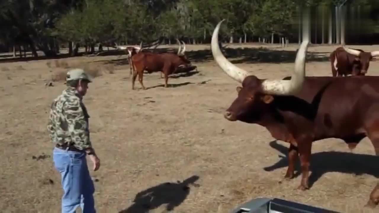 牛长有一对超大的牛角，其它牛都不敢接近