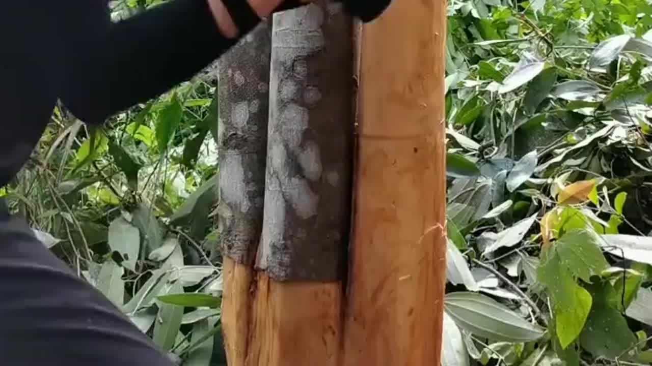 煮肉必不可少的桂皮,原来是这样在树上扒下来的,真是涨见识了!