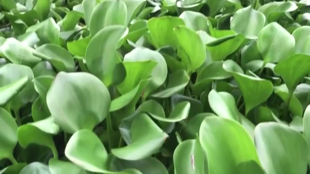 在农村泛滥的水葫芦，为啥现在消失了？是灭绝了吗？