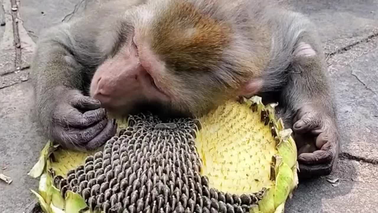 小猴子的搞笑吃瓜方式