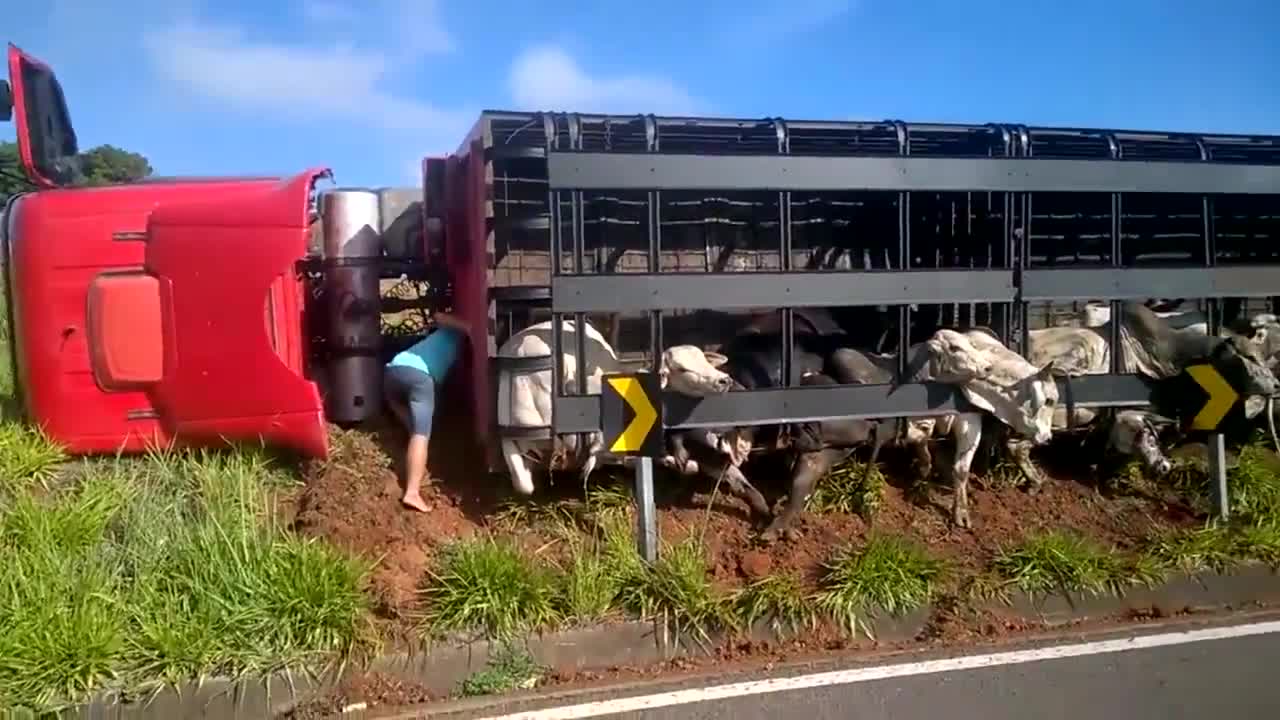 大货车侧翻一车牛趴着睡着了