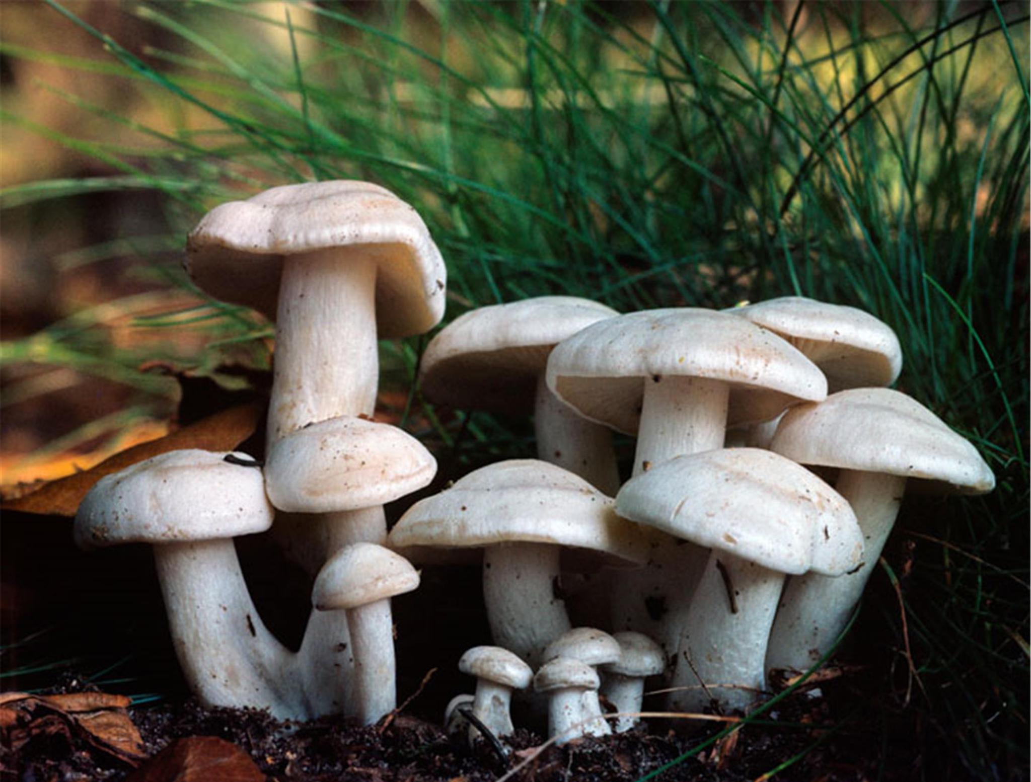 蘑菇分为田头菇,小火焰菇,香菇,草菇,猴头菇,平菇,正红菇,大球盖菇等.