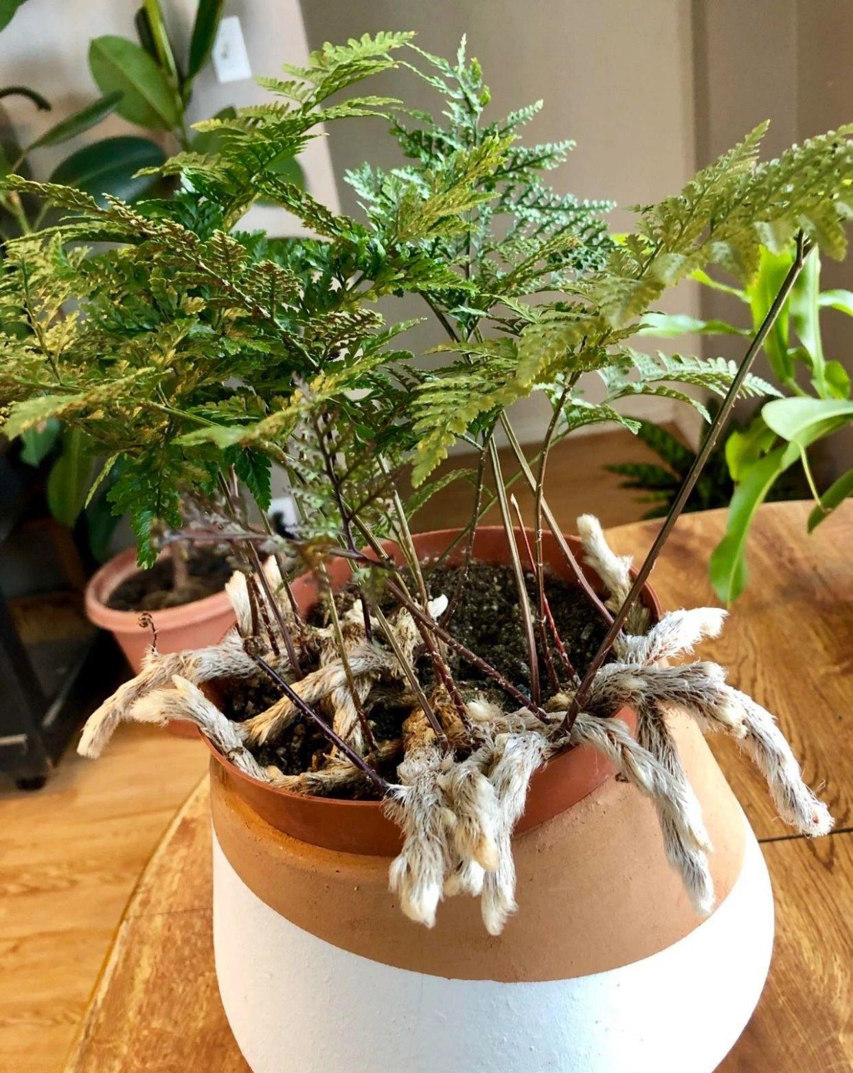 根茎像狼尾一般的蕨类植物室内户外都可长很好新手不容错过