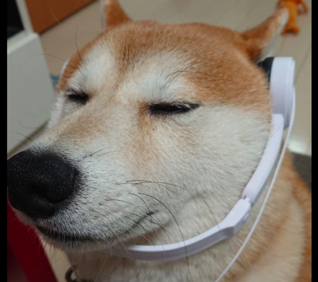 柴犬不能像人一样戴耳机,只能是反着戴,这模样有点太油腻了呀!