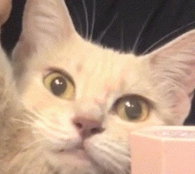 女主用猫爪子给自己化妆 网友 化不好就是整容了 女主用猫爪子给自己化妆 网友 化不好就是整容了