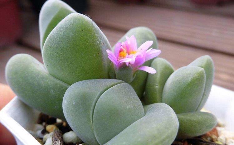 番杏科多肉植物无比玉,不仅开花硕大,外形更像个玉元宝!