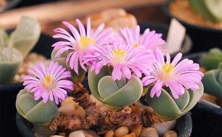 番杏科多肉植物无比玉,不仅开花硕大,外形更像个玉元宝!