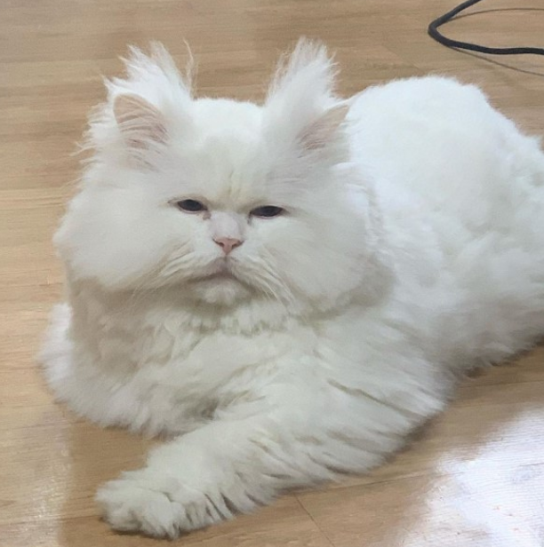 大饼脸白猫耳后炸毛一脸疲倦网友是星期一的我