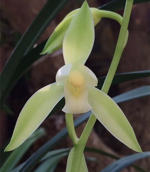 建兰八大铭品之"大凤素",植株优美,香味浓郁,价格便宜又好养_高清图集