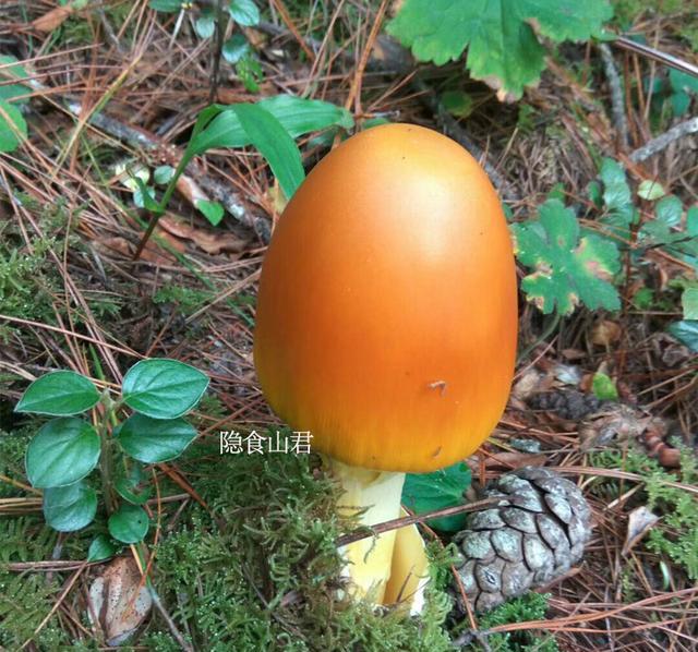 超百科1354鹅蛋菌得名由来