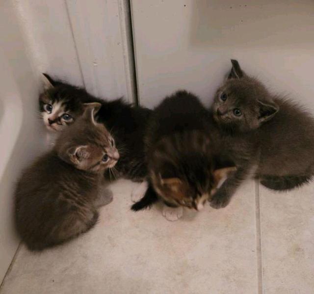 机智流浪猫骗男子收养,自己先安顿好了,再偷偷送上4个娃休闲区蓝鸢梦想 - Www.slyday.coM 机智流浪猫骗男子收养,自己先安顿好了,再偷偷送上4个娃休闲区蓝鸢梦想 - Www.slyday.coM