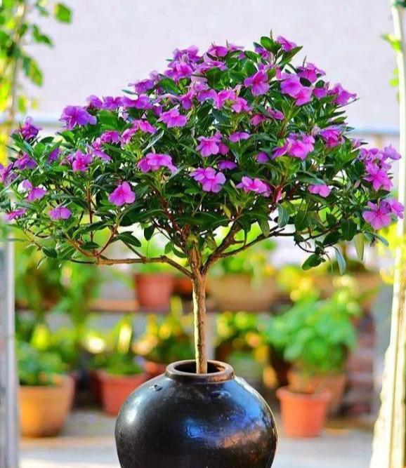 可保持土壤干燥,延缓浇水时间,如果在北方的室内养长春花,尽量盆土干