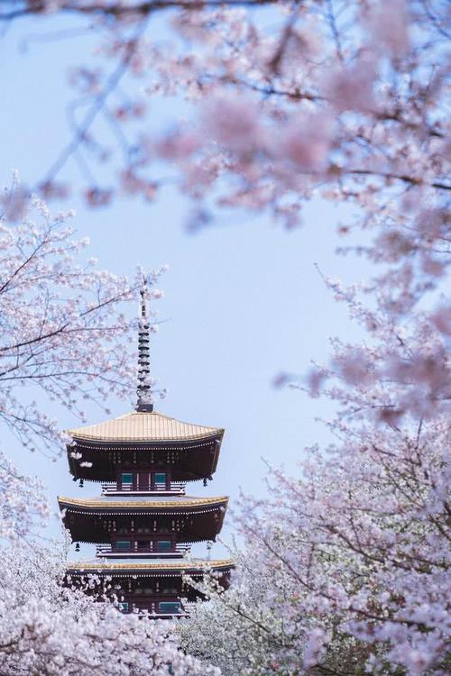 武汉旅游-----武大樱园赏樱|樱园|武大|樱花