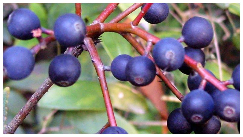 乌饭子,山间野果,有你想不到的惊喜