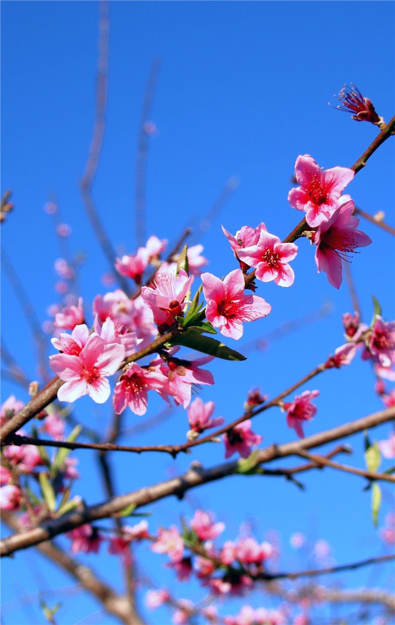 红河的春天,都在这些美图里了!