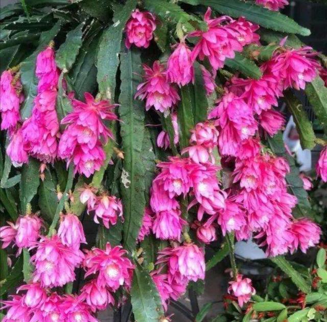 家中养盆令箭荷花开花比蟹爪兰还好看啊