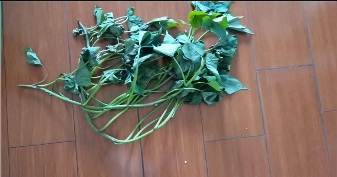 红薯藤一剪一插,存活率高个头大,一年四季吃不完!