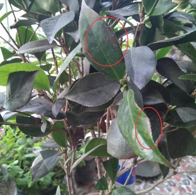 如果是病害导致茶花叶子干尖焦枯,病斑会比较规则,边缘清晰,健康部