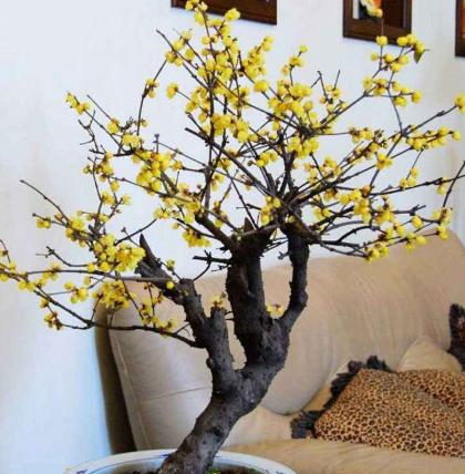 腊梅开花少或者不开花?修剪要掌握"技巧",年年都能开爆盆__财经头条