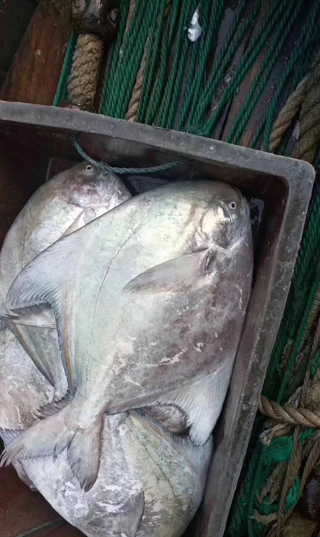 海鲜鱼类之大斗鲳鱼__财经头条