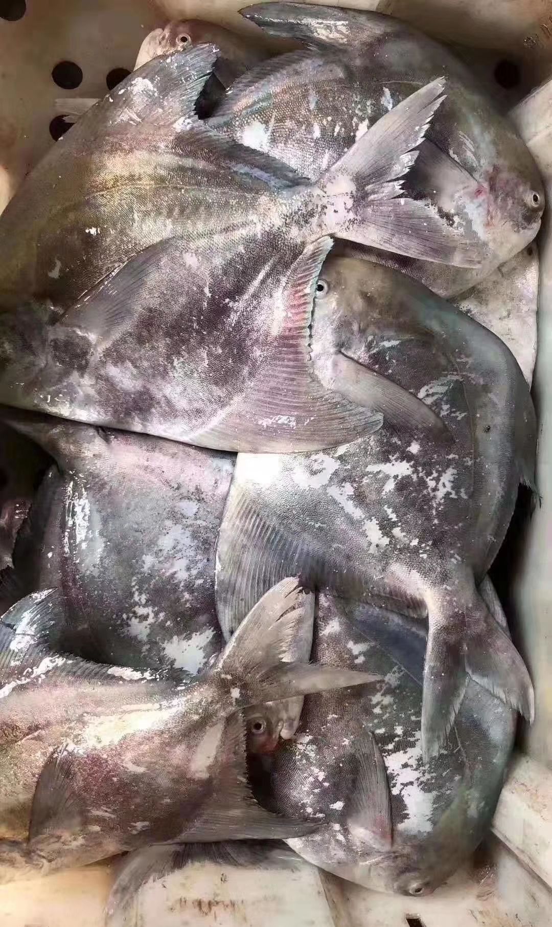 海鲜鱼类之大斗鲳鱼__财经头条