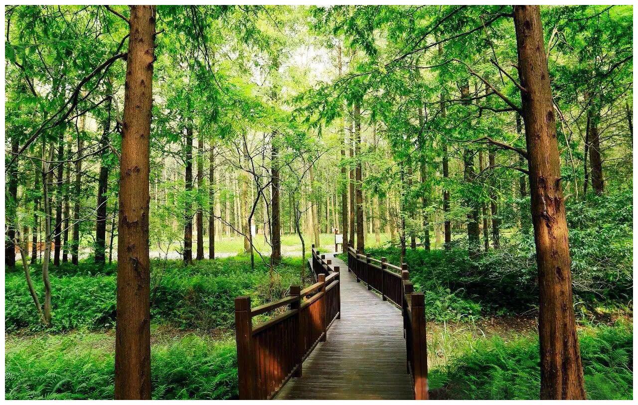 东台黄海森林公园是呼吸新鲜空气的好地方是天然的氧吧