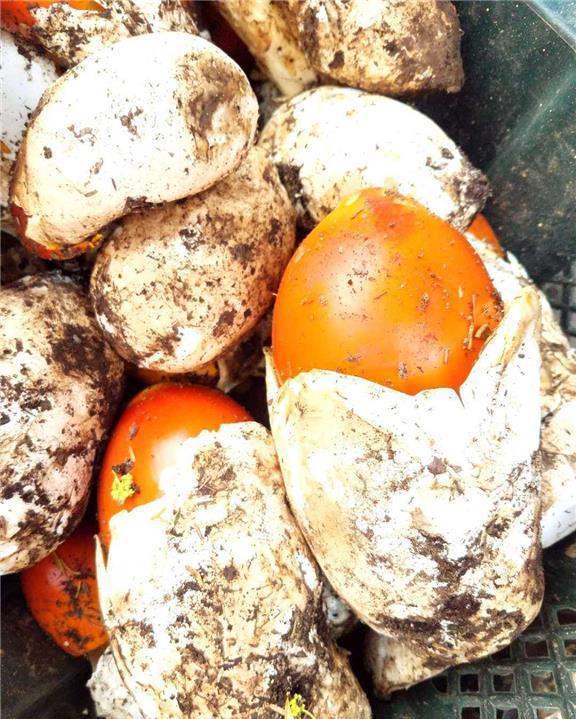 超百科1354鹅蛋菌得名由来