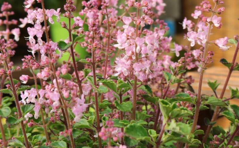 芳香植物香妃草不仅盆栽小清新而且气味香甜用途很广泛