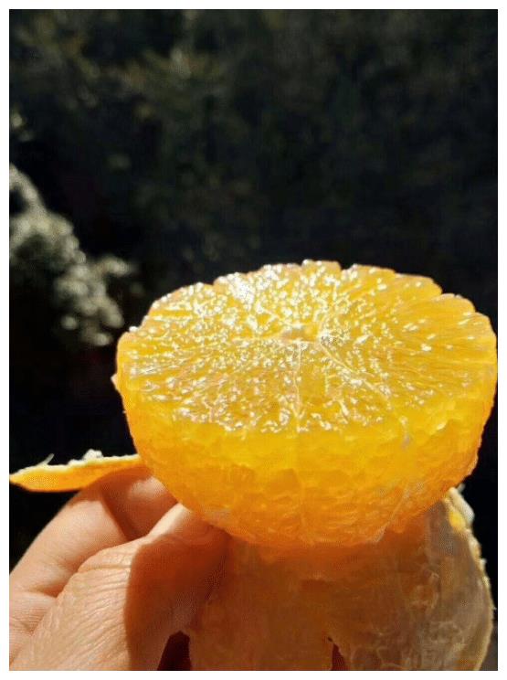 央视曝光果冻橙图片
