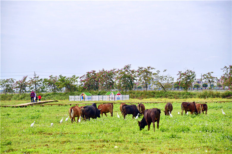 五一假期，广州市民可以陪孩子去增城犇牛牧场
