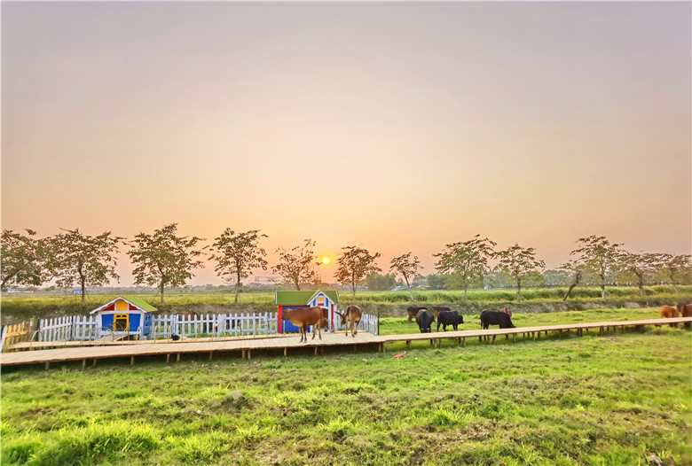 五一假期，广州市民可以陪孩子去增城犇牛牧场