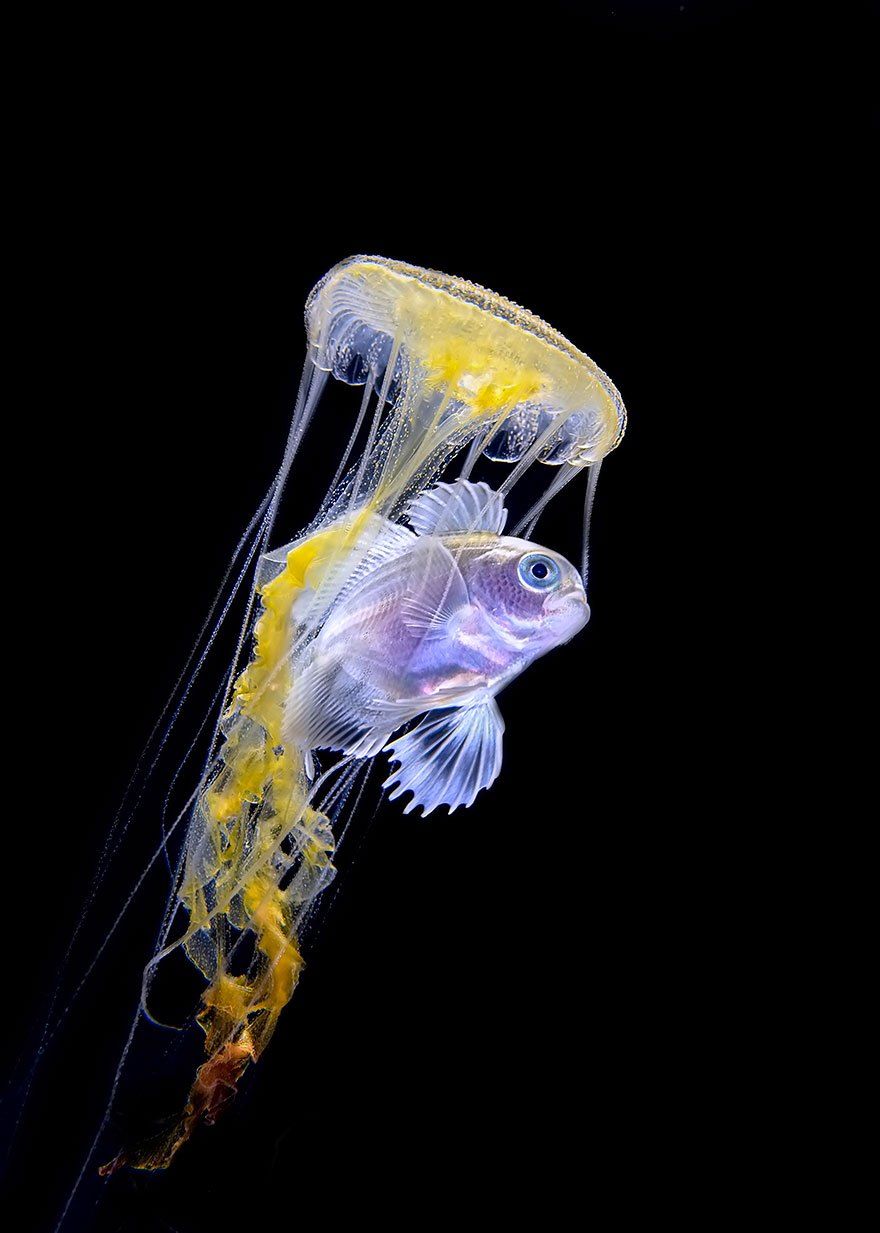 海洋摄影大赛获奖作品,带你见识深海各种神奇的生物