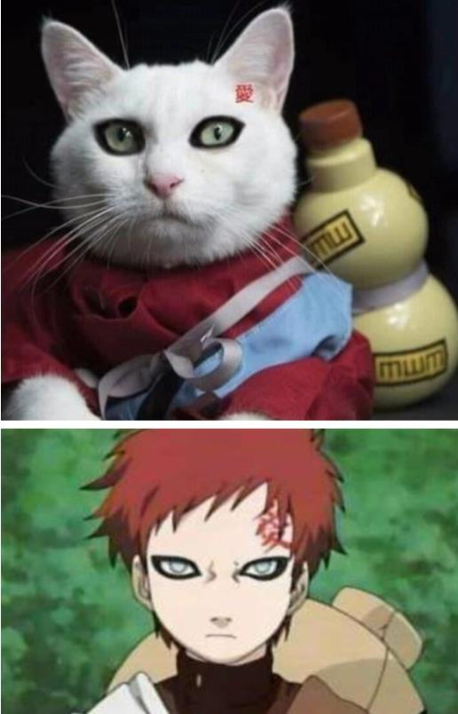 猫咪cos我爱罗不算神级,看到谢飞机,火影迷:岸本你解释一下