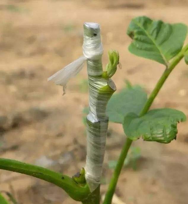 果树嫁接小课堂:猕猴桃的嫁接方法__财经头条