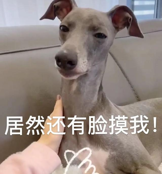 这个女人太蠢了! 本狗教了三遍都教不会!