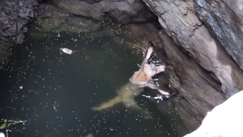 落水狗在水中挣扎实在太可怜了,救援队员急忙把它救了上来