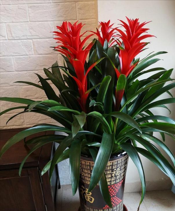 7种大叶花没光照也开爆盆养在客厅里高贵又旺家