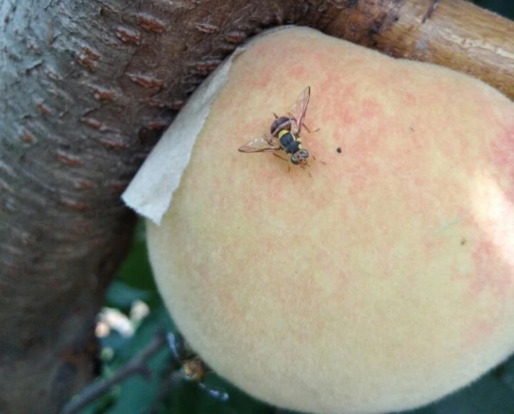 买了桃子的客户也纷纷退货,这主要是因为遭受了果实蝇的侵害,80%桃子