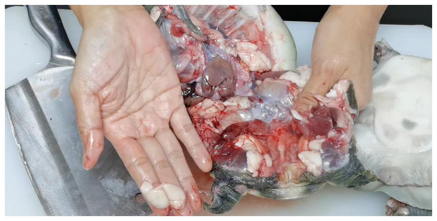 3,去膜后,用刀将甲鱼切开,去除里面的内脏和甲鱼油,甲鱼油一定要去